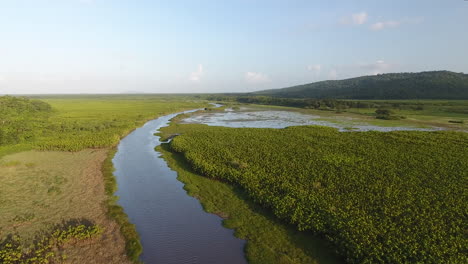 Kaw-swamp/marsh-wetlands-and-a-floating-savannah-in-French-Guiana.-Drone-view